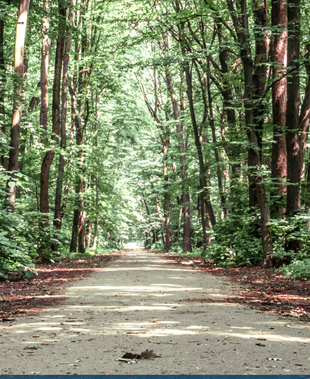 Pădurea Băneasa, o oază de natură și relaxare, situată în proximitatea ansamblului rezidențial ARQA Jolie Village, ideală pentru plimbări și activități în aer liber.